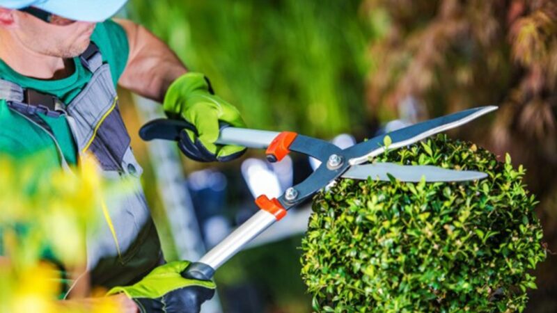 Desbravando a Arte Verde: Transformando Espaços com Serviços de Jardinagem e Paisagismo